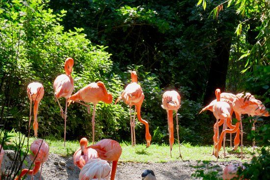 チャプルテペック動物園